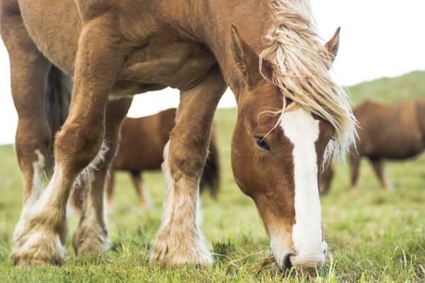 Pferde richtig füttern - Foto: iStock