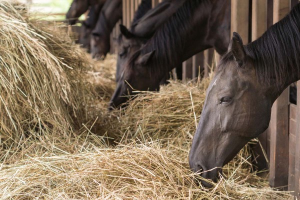 Pferde richtig füttern - Foto: judik/Fotolia